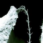 دانلود آهنگ Ashnikko به نام Halloweenie V: The Moss King