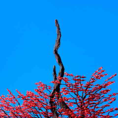 دانلود آهنگ Yorushika به نام Snake