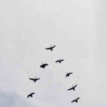 دانلود آهنگ Nelly Furtado, Sid Sriram به نام GOD