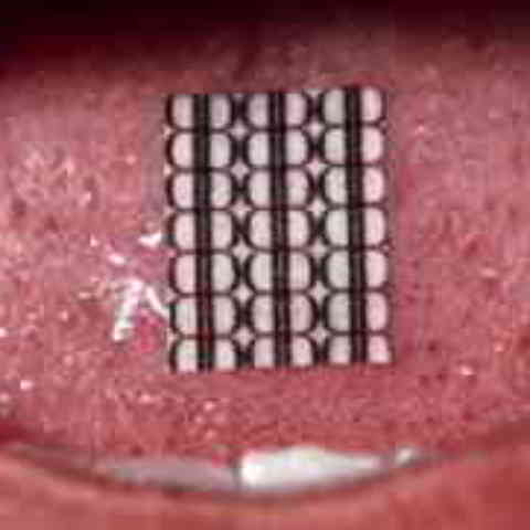 دانلود آهنگ Lil Tecca به نام OWA OWA