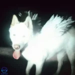دانلود آهنگ Fat Dog به نام Call It What You Want