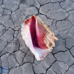 دانلود آلبوم The Killers به نام Wonderful Wonderful (Deluxe)