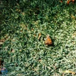 دانلود آهنگ gnash به نام butterfly